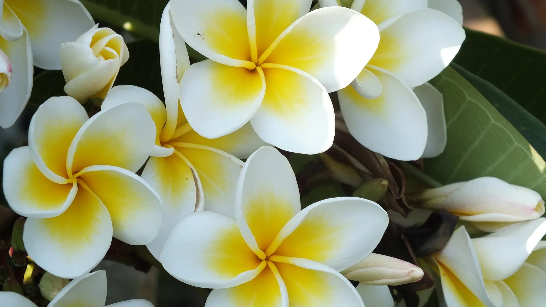 Monoï Aliscential cosmétique naturel