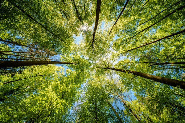 Forêt et ciel, bien-être et peau