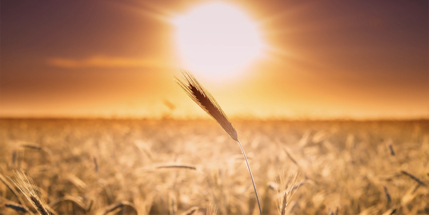 Blé au soleil, éclat naturel