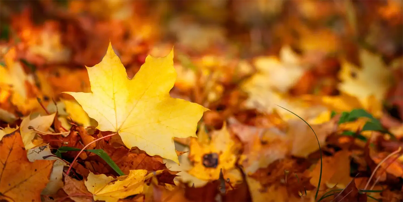 Feuilles d'automne