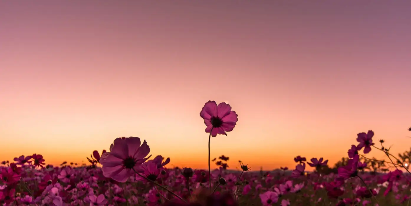 Fleur et slow beauty Aliscential
