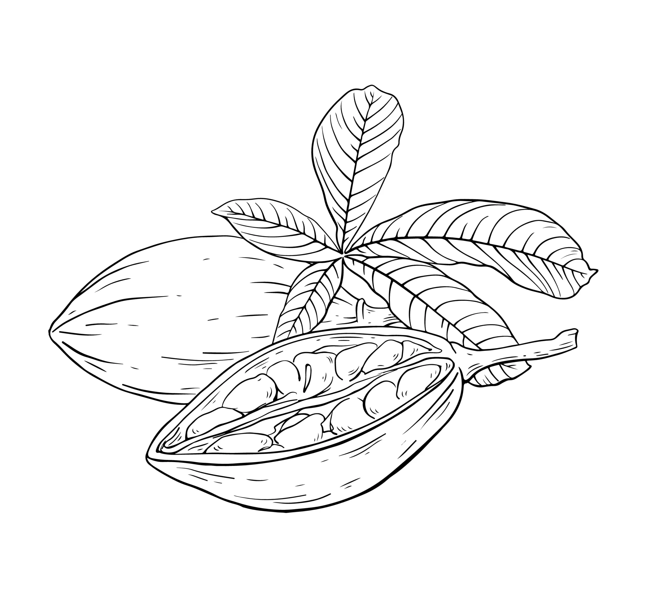 Noix de baobab